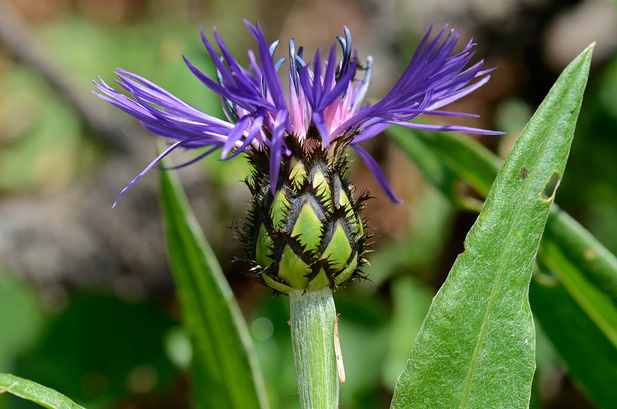 Centaurea montana / Fiordaliso montano